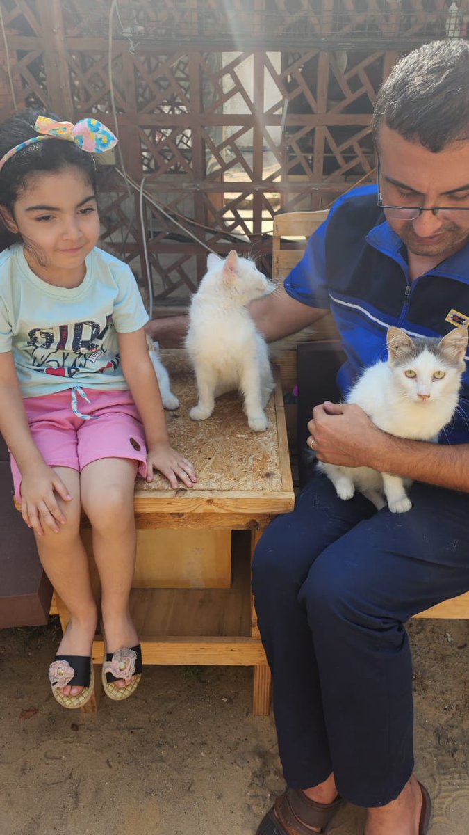 help cats tweet media