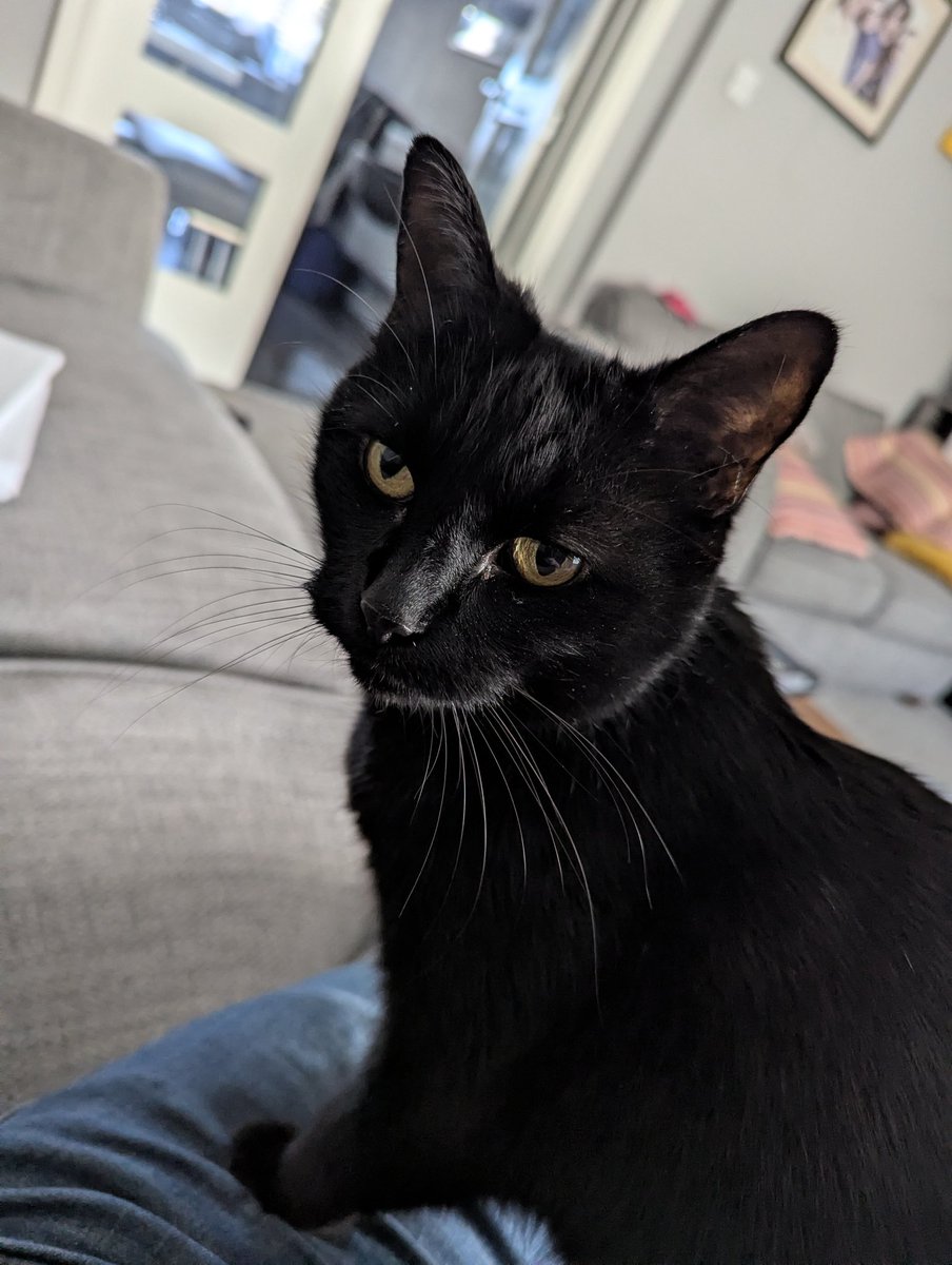 Dr Andy Smith (@evilokapi.bsky.social) tweet media