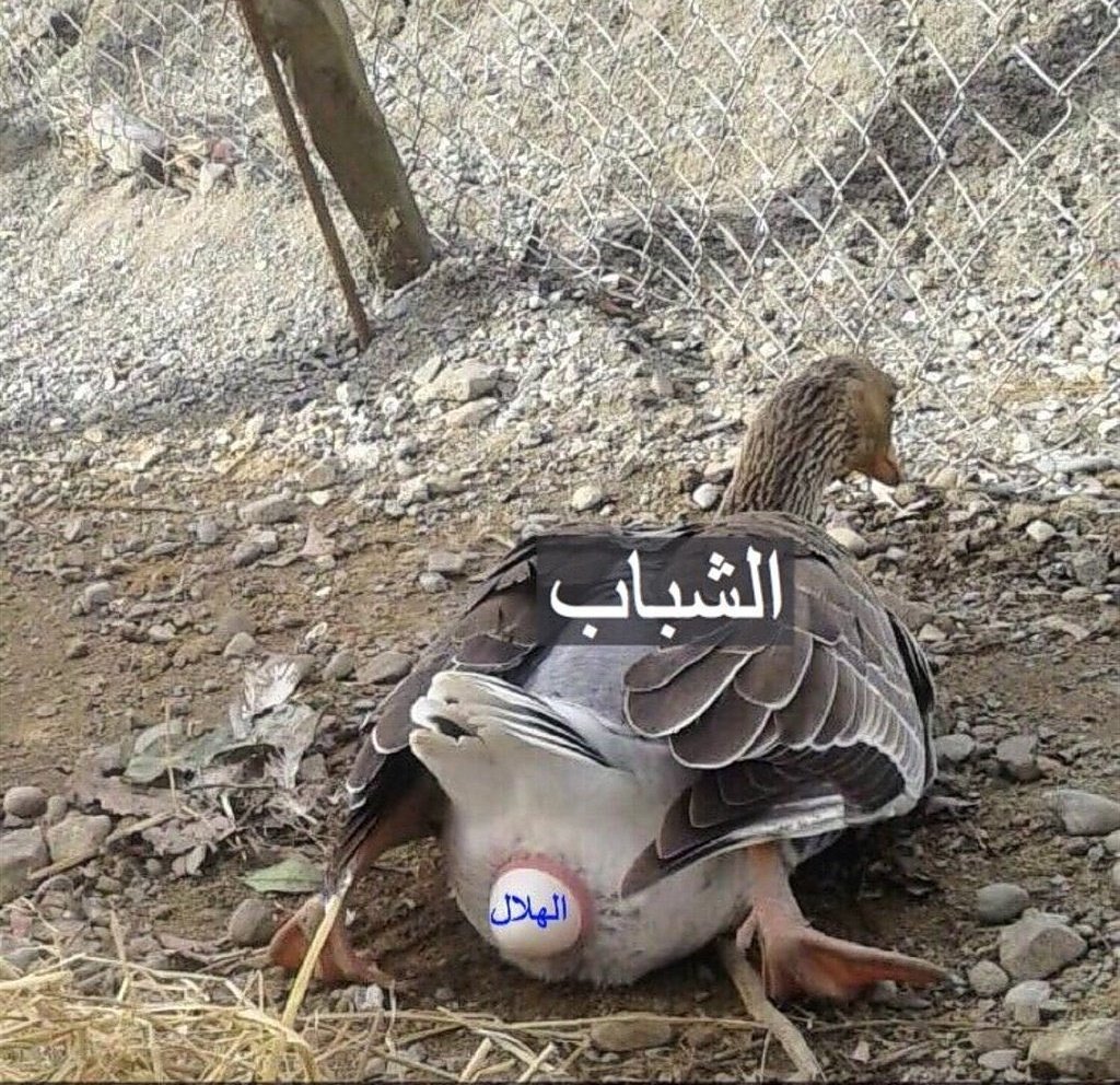 💚🤍 بدون إسم النخبوي 🤍💚 tweet media