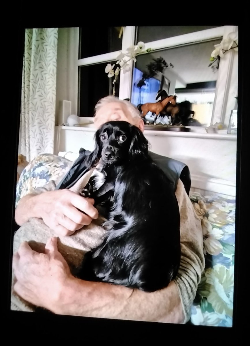 spaniel alert tweet media