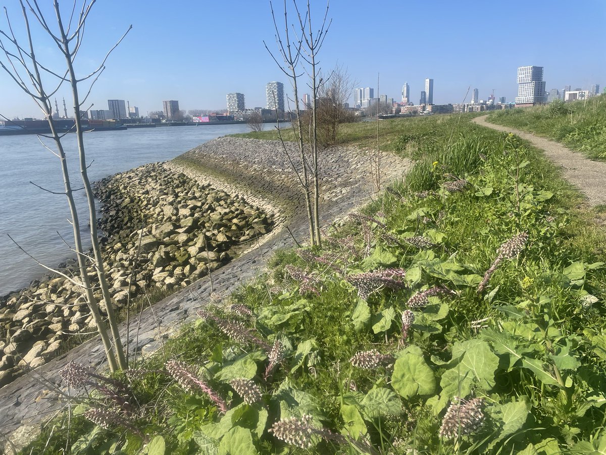 Marjolijn vd Assem tweet media