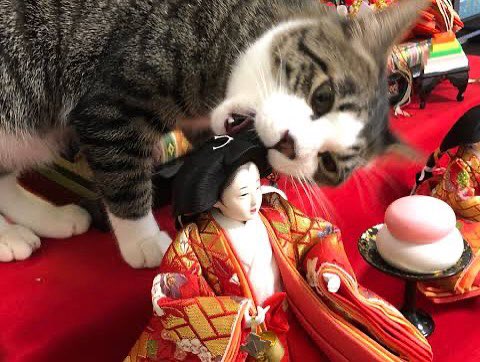 No Cats No Life tweet media