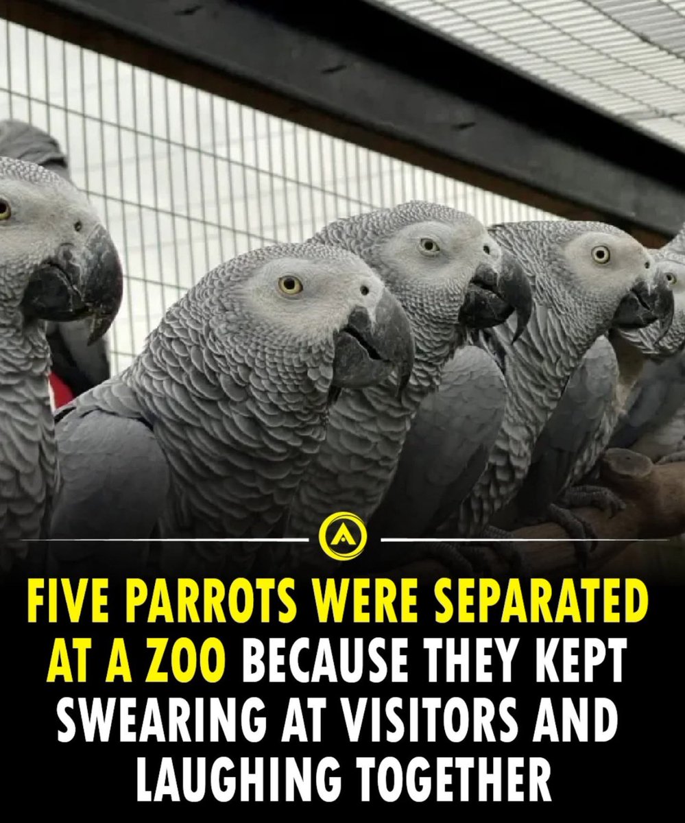 The Best tweet media