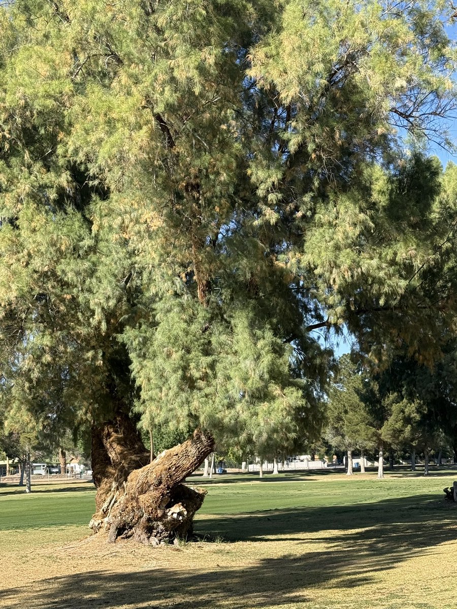 Elizabeth tweet media