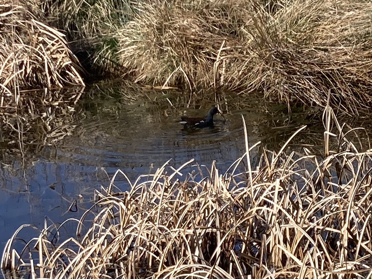 The Edinburgh Birdwatcher tweet media