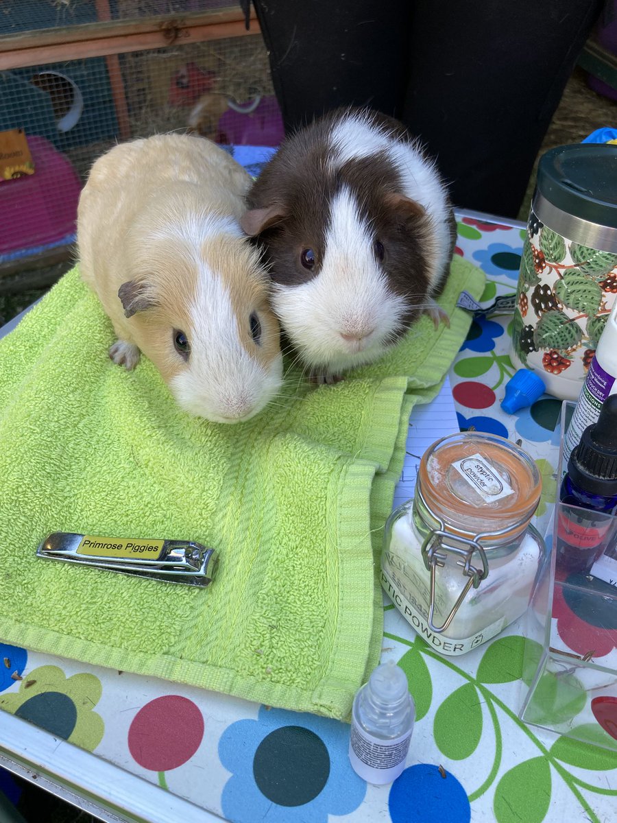 primrose piggies sanctuary tweet media