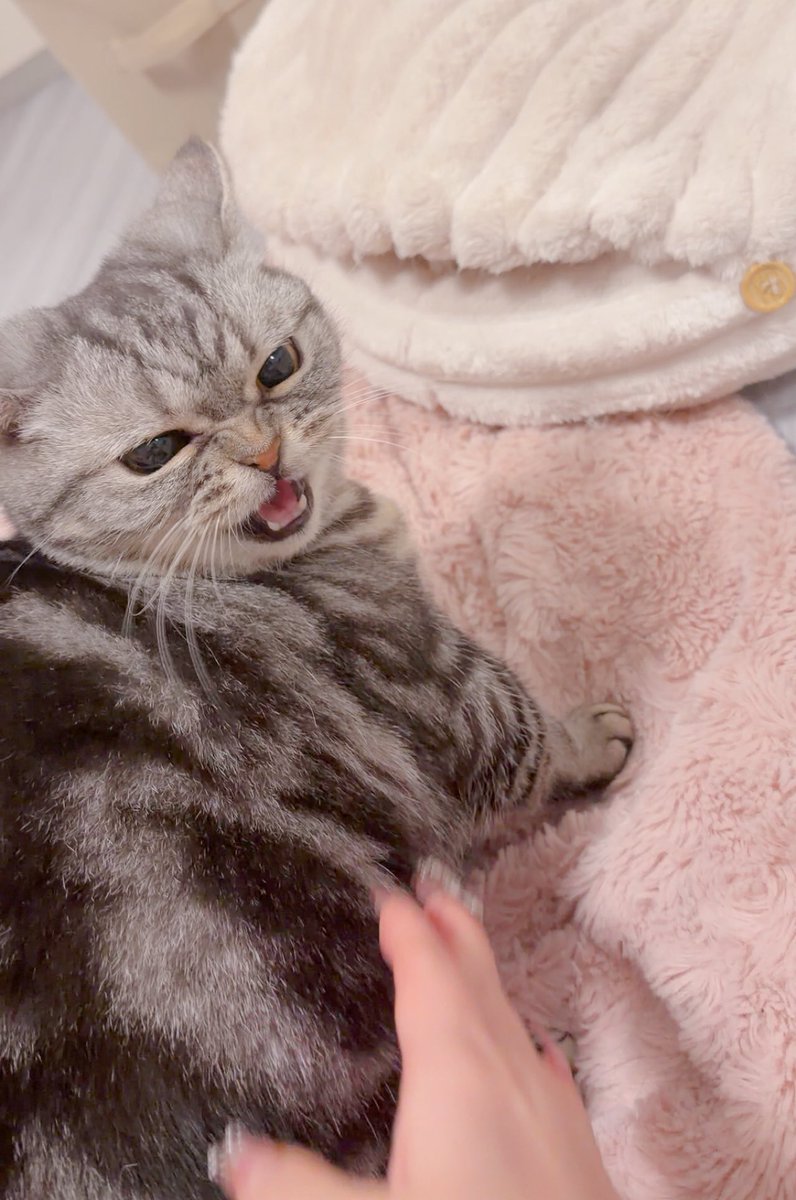 月城せいにゃん💜3/22ｺｽｴｸ_H3 tweet media