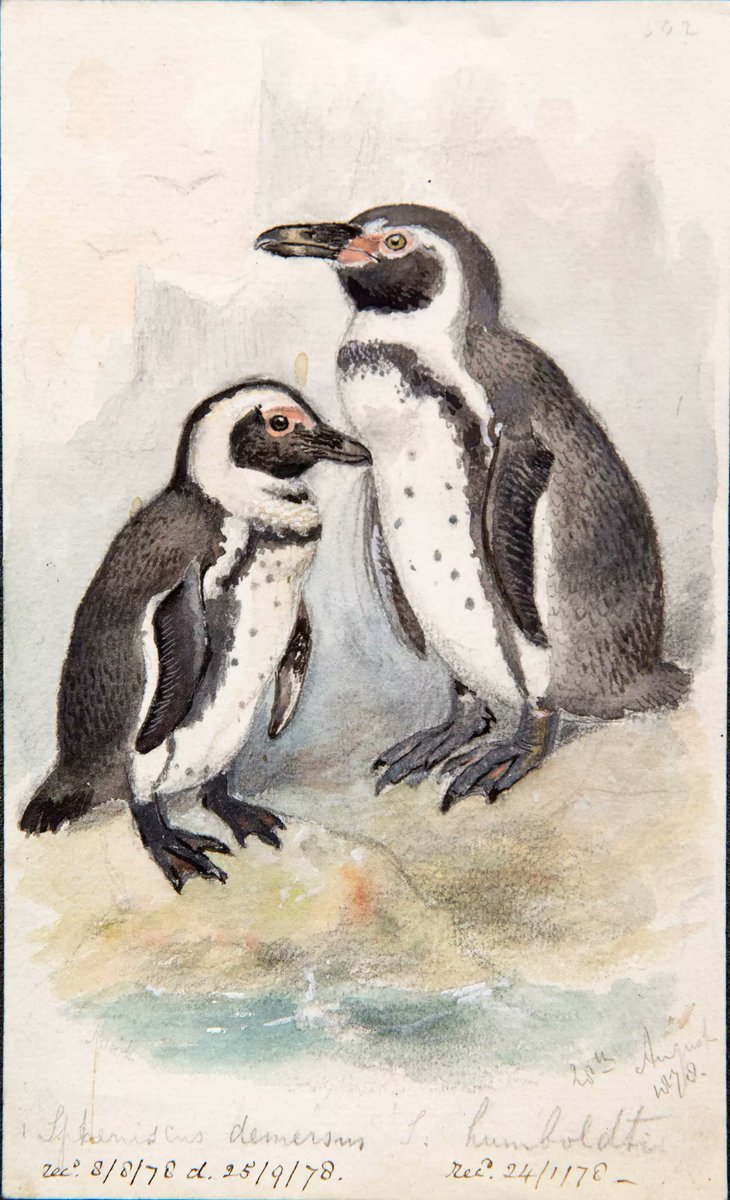ZooLibrariANN's tweet photo. When did the 1st penguin arrive @zsllondonzoo? When did the 1st Emperor penguin arrive? Take a look at my #blog to find out the answers to these &amp; other queries about penguins during ZSL's 200 years: https://t.co/wIhlzJC5RC 
Drawing probably by J Smit in collections @ZSLLibrary https://t.co/3a6oTw3Ei2