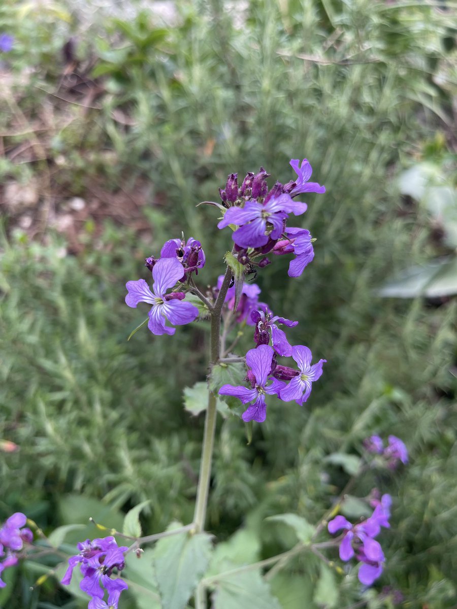 Irina Ideas tweet media