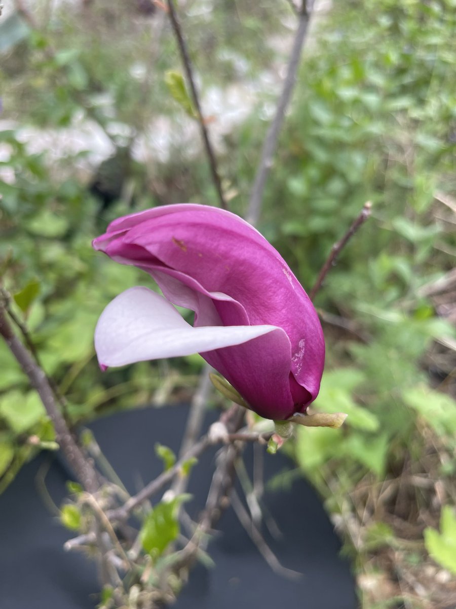 Irina Ideas tweet media