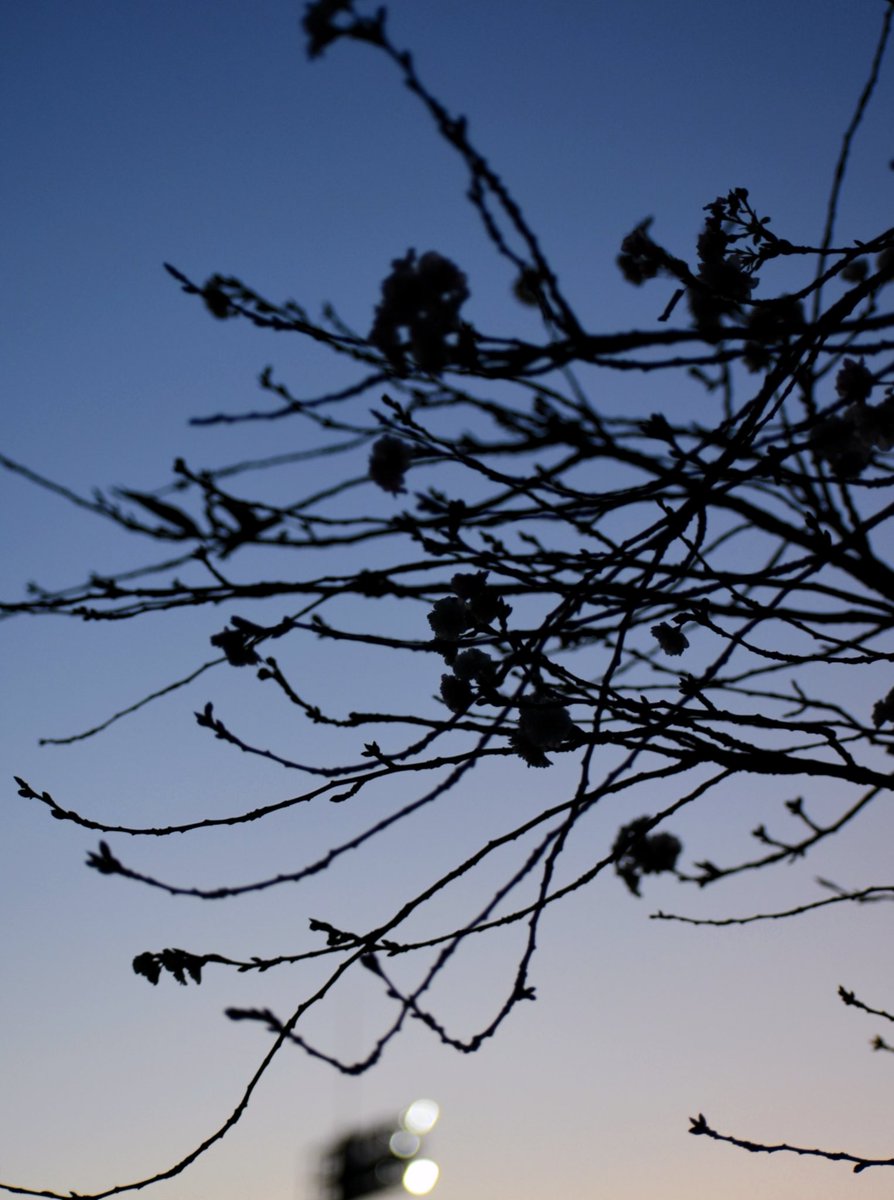 f40_photo tweet media