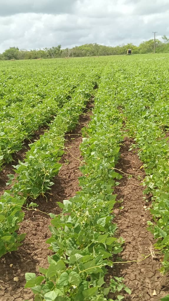 #CubaVencerá 
Se chequea la situación de la siembra de frijol en el área de Segura perteneciente a la Empresa Agroindustrial en el municipio Niceto Pérez, provincia Guantánamo.
#CubaEstáFirme