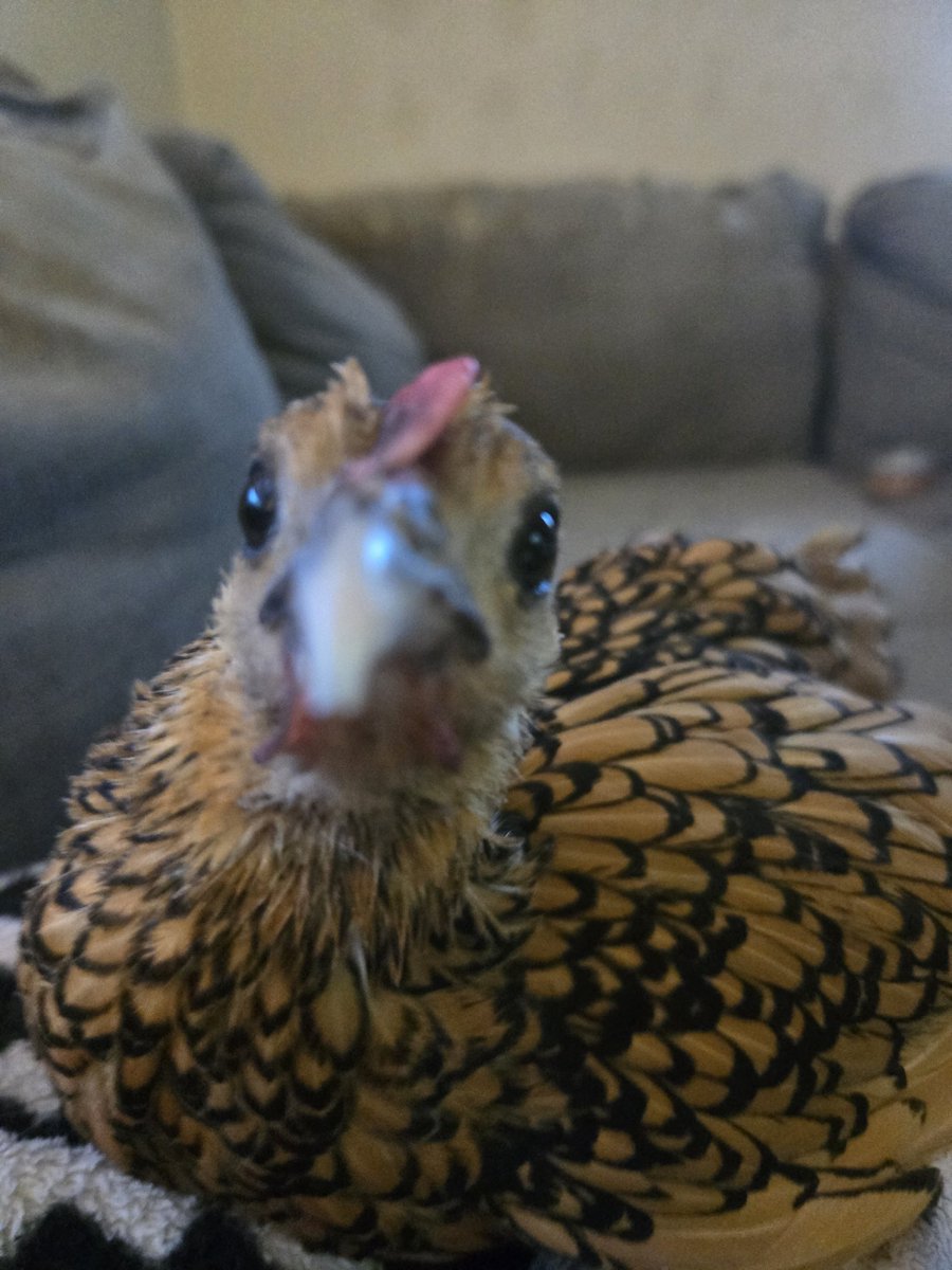 🕸Metro_Mutt🕸 tweet media