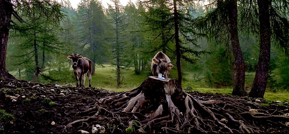 ZERO IKA 🗡️ tweet media