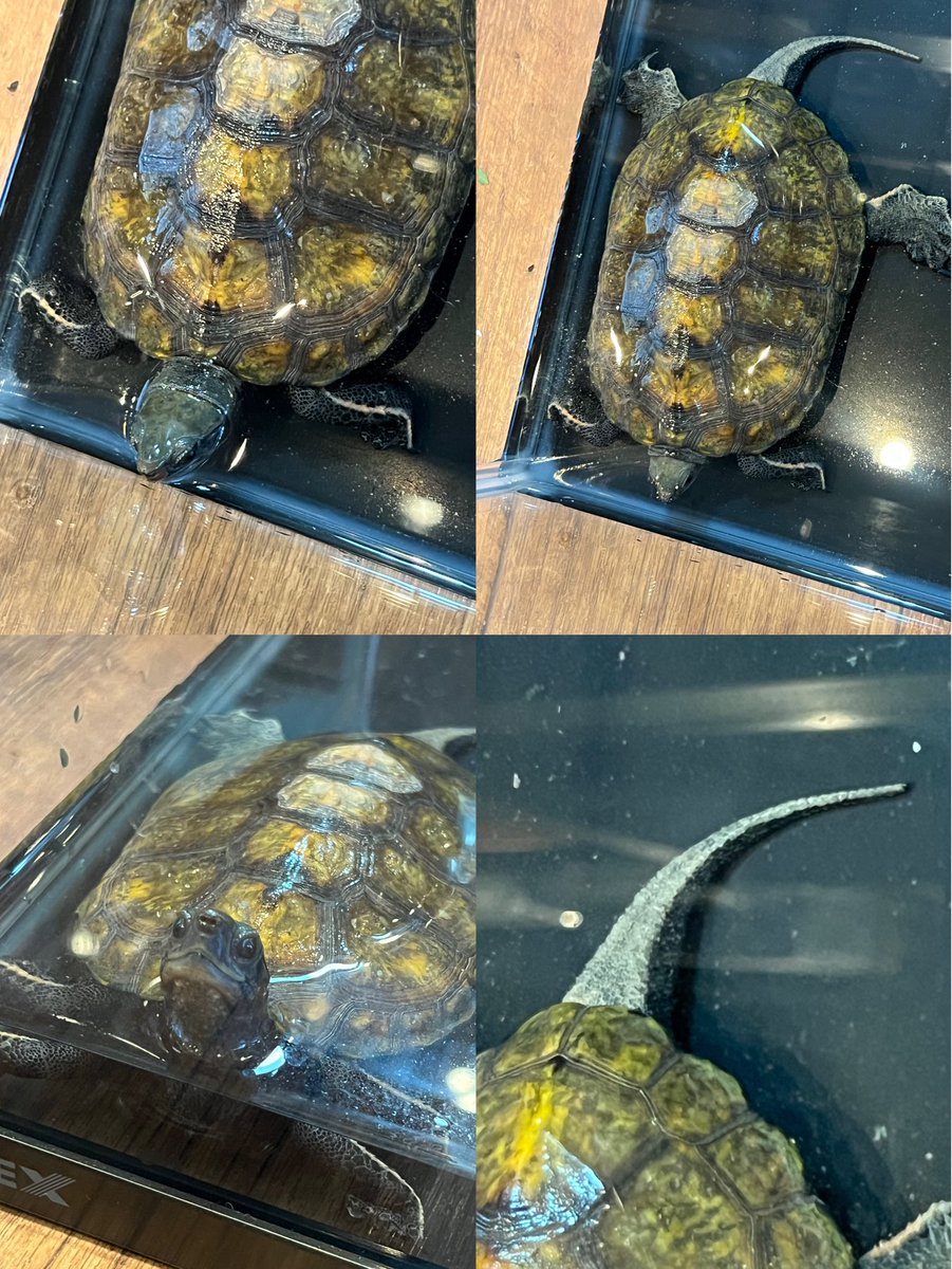 Reptiles Shop Queen tweet media