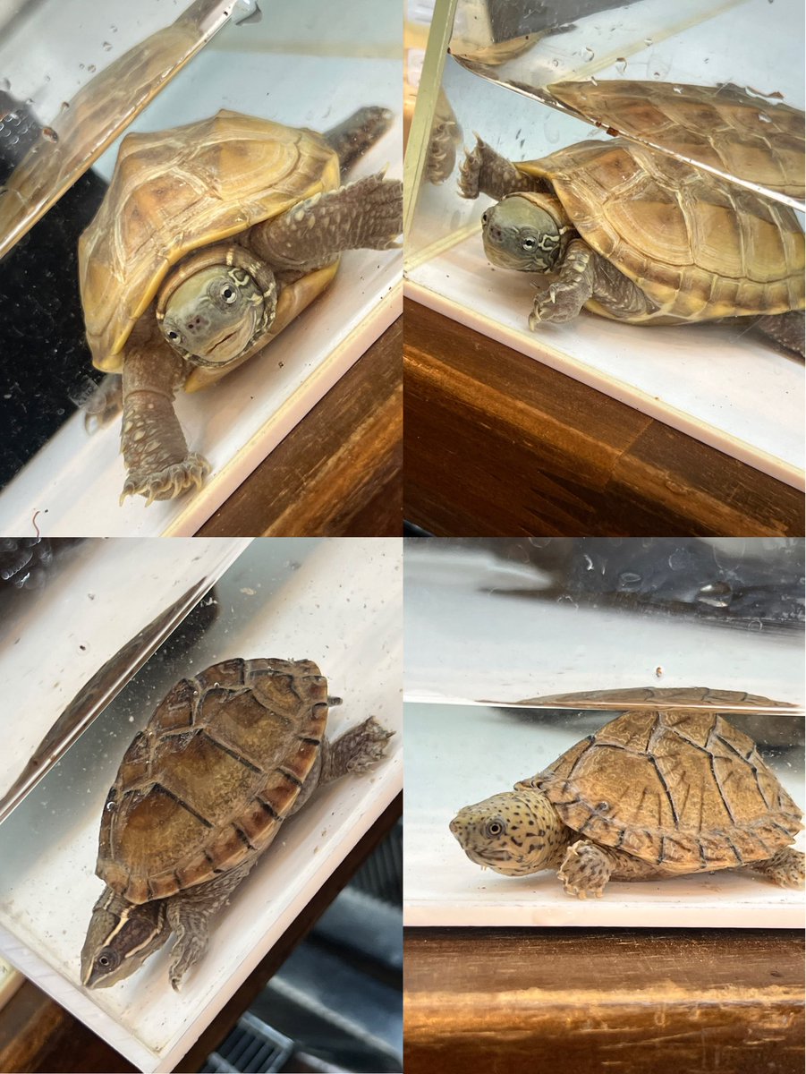 Reptiles Shop Queen tweet media