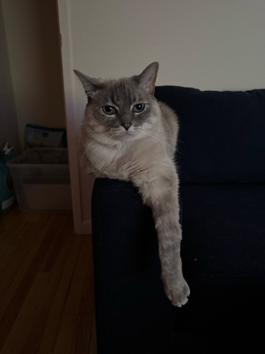 Selene ☾ + Helios ☀︎ 🇵🇸💛 alfie tweet media