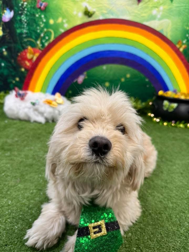 NJDevilDogs's tweet photo. The St. Patty Elias Day photos are in!
#RescueDogs #NJDevils #DevilDogs https://t.co/24MaRScfZ3