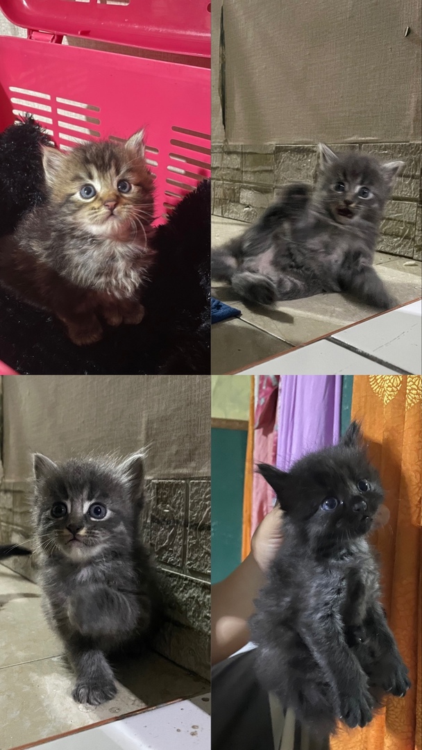 undipmenfess tweet media