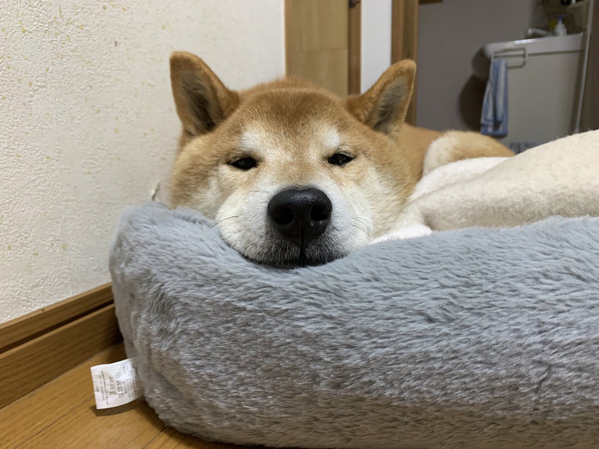 𓂸はまち𓂸 tweet media