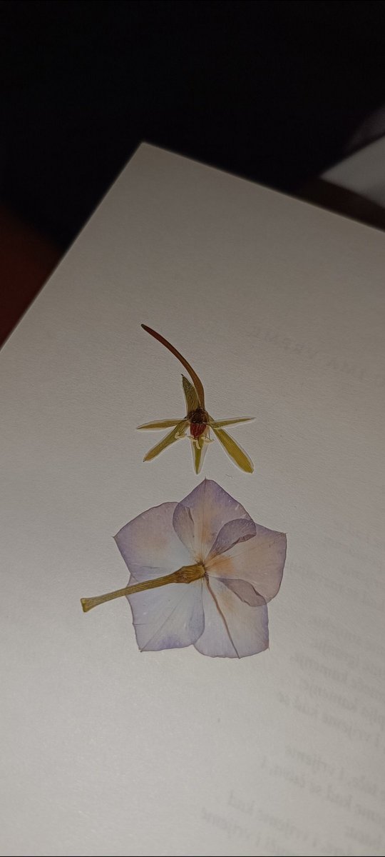 ShadowsOfDante's tweet image. #writing #nonsense