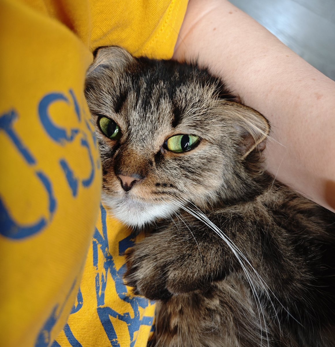 Ari.Anna_cosplay tweet media