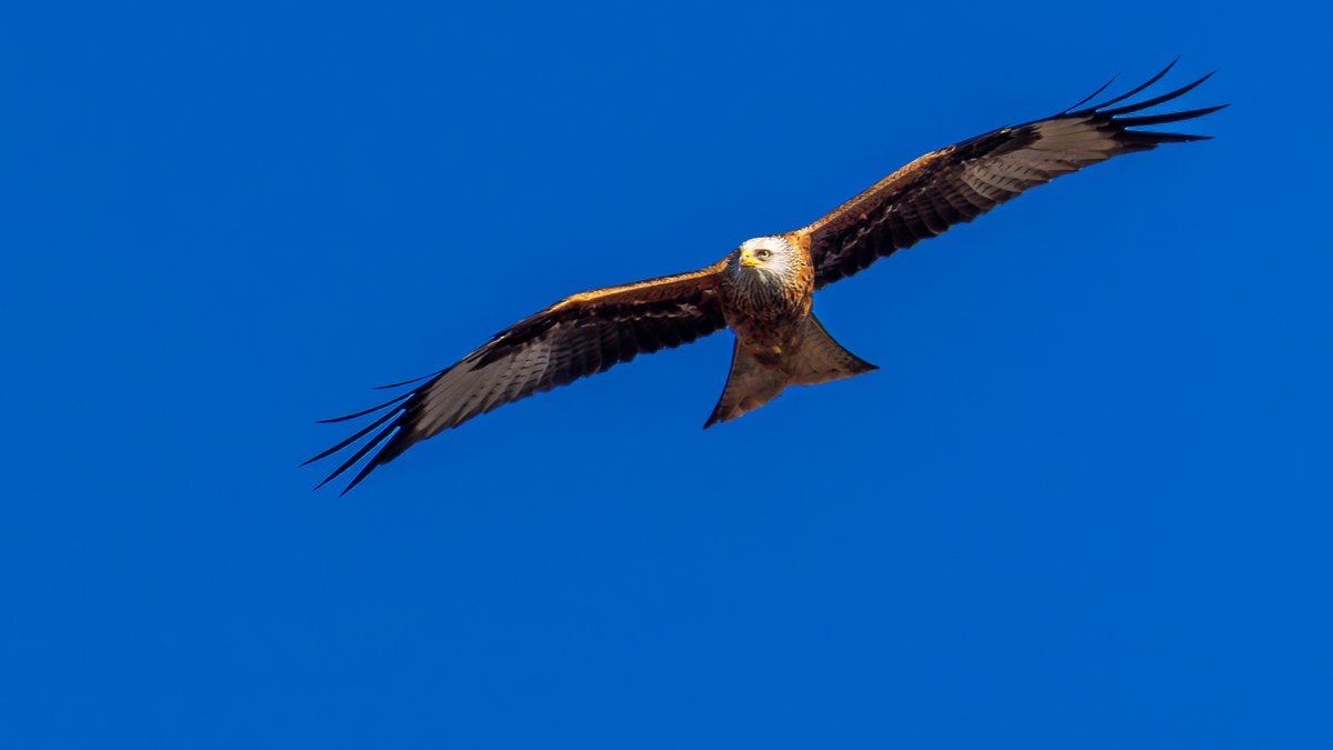 Gordon England tweet media