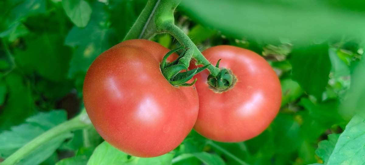 t9_y2's tweet photo. Taste Test Alert!   Organic Cherry Tomatoes vs. Regular:   Organic: Juicier, sweeter (zero bitter aftertaste!)   Regular: Firmer but less flavor  Pro tip: Organic wins for snacking! #FoodReview #GroceryHacks https://t.co/Aez7RvGNOS