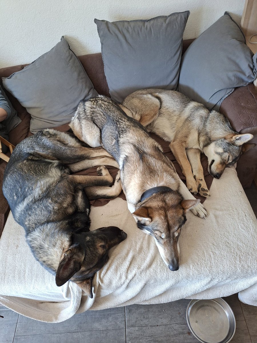 🇨🇭🌲Eric, CEO of the Swiss🌲🇨🇭 tweet media