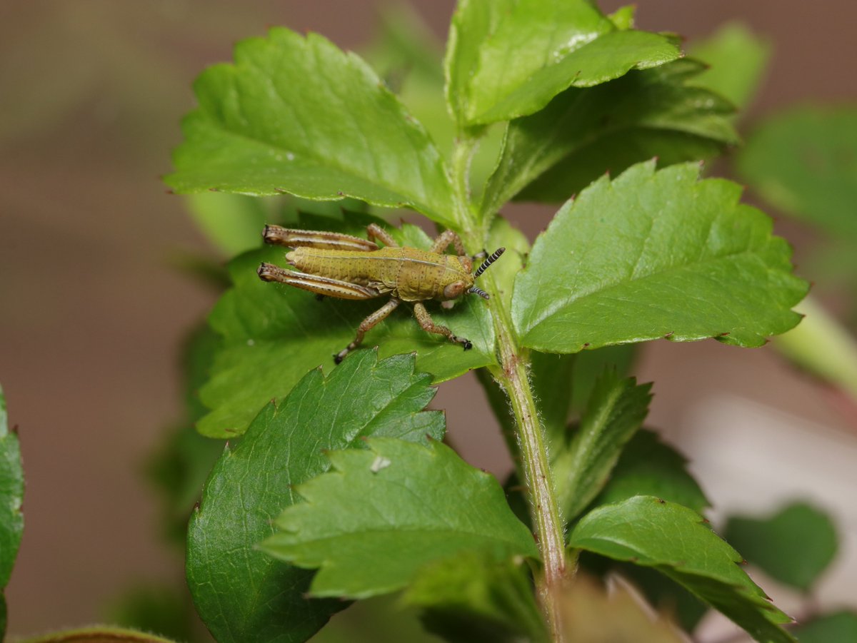 ヒデ@バッタラボ tweet media