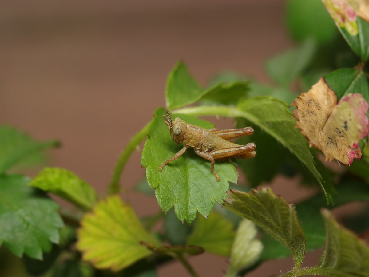 ヒデ@バッタラボ tweet media