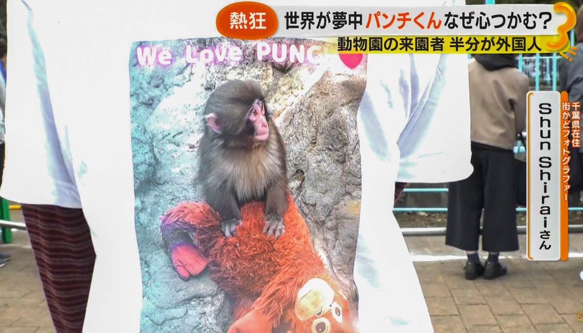 JUN1785's tweet photo. フジテレビ「サン！シャイン」パンチくん特集、YouTubeでも配信中✨️
けさのサン！シャインのパンチくん特集、無事放送されて私もちょっとだけ出ました（笑）
私が撮ったパンチくんの写真もいろいろ紹介いたたいて、番組的にもお役に立てたみたいでよかったです☺️

パンチくん特集の内容はYouTubeサン!シャイン公式ch.とWeb（めざましメディア）にアップされてますので、ライブで見られなかった方はぜひご覧ください♪
【YouTube】
https://t.co/xzsrko7bmp
【めざましメディア】
https://t.co/xTZ0S7nMrX

また、3/4に私がゲスト出演したじもとの放送局YouTube【週刊いちかわLIVE】も配信中なのでこちらもぜひ♪
パンチくん、江戸川花火のプリント写真が当たる視聴者プレゼント応募は3/31までですよ❣
（ＸかInstagramで「じもとの放送局」をフォローした上で、 #じもとの放送局 のタグを付けて番組の感想やメッセージ、ご希望の写真を書いて投稿すればOK）
https://t.co/RyaUYmTASW

#がんばれパンチ #市川市動植物園 #パンチくん #punch #パンチ
#千葉 #市川 #japan #らぶちば14に応募 #チバザビーフ #フジテレビ
#じもとの放送局 #市川市 #千葉県 #本八幡