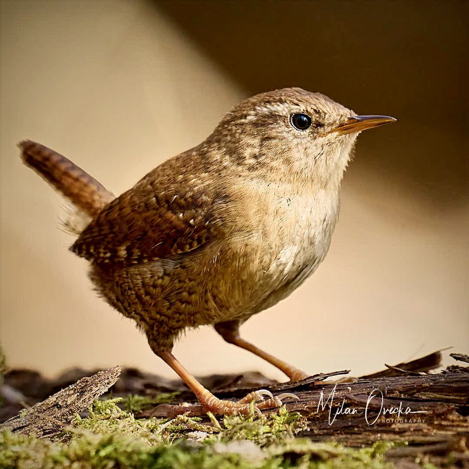 Curious little Eurasian Wren (Troglodytes troglodytes)
