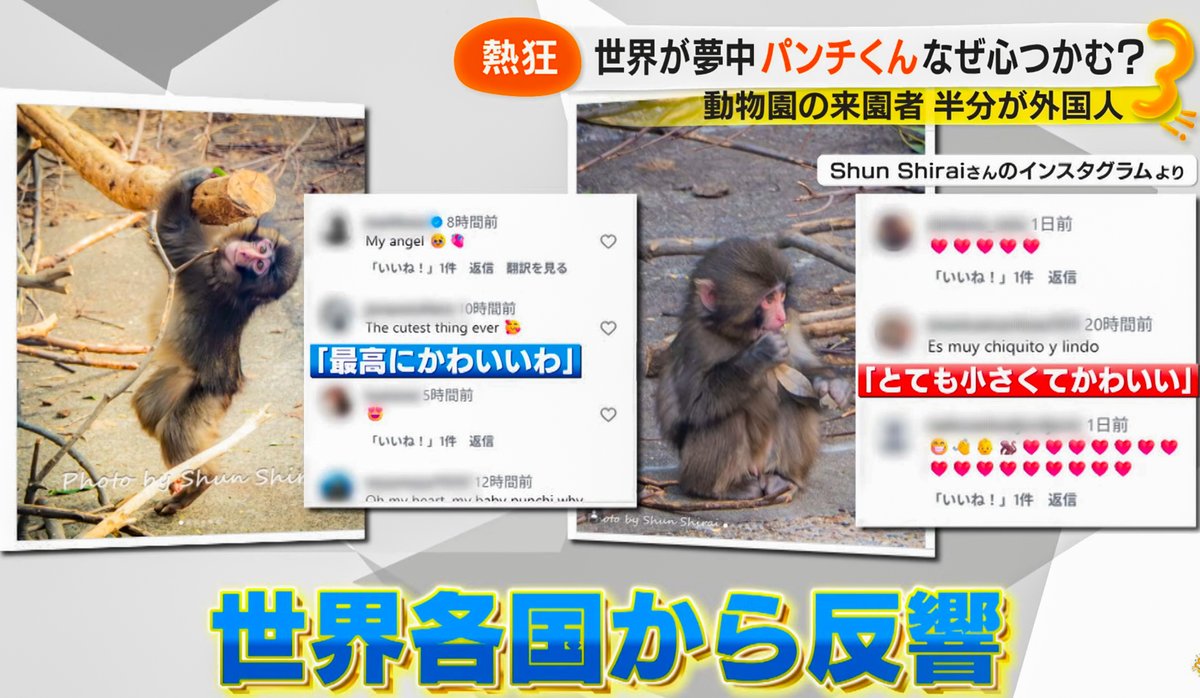 JUN1785's tweet photo. フジテレビ「サン！シャイン」パンチくん特集、YouTubeでも配信中✨️
けさのサン！シャインのパンチくん特集、無事放送されて私もちょっとだけ出ました（笑）
私が撮ったパンチくんの写真もいろいろ紹介いたたいて、番組的にもお役に立てたみたいでよかったです☺️

パンチくん特集の内容はYouTubeサン!シャイン公式ch.とWeb（めざましメディア）にアップされてますので、ライブで見られなかった方はぜひご覧ください♪
【YouTube】
https://t.co/xzsrko7bmp
【めざましメディア】
https://t.co/xTZ0S7nMrX

また、3/4に私がゲスト出演したじもとの放送局YouTube【週刊いちかわLIVE】も配信中なのでこちらもぜひ♪
パンチくん、江戸川花火のプリント写真が当たる視聴者プレゼント応募は3/31までですよ❣
（ＸかInstagramで「じもとの放送局」をフォローした上で、 #じもとの放送局 のタグを付けて番組の感想やメッセージ、ご希望の写真を書いて投稿すればOK）
https://t.co/RyaUYmTASW

#がんばれパンチ #市川市動植物園 #パンチくん #punch #パンチ
#千葉 #市川 #japan #らぶちば14に応募 #チバザビーフ #フジテレビ
#じもとの放送局 #市川市 #千葉県 #本八幡