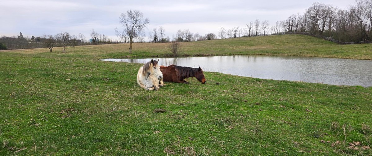 Mane Characters Equine Reserve & Retirement tweet media