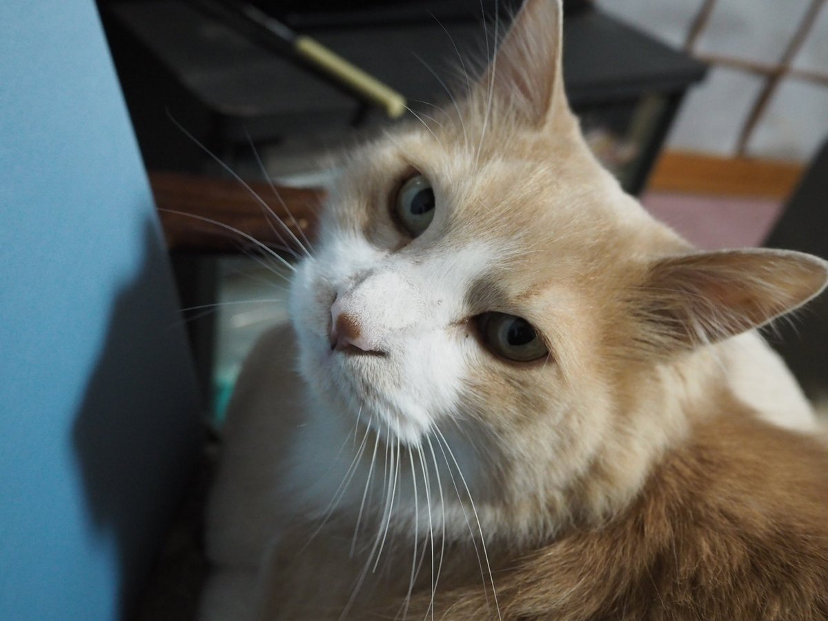 gurin_774's tweet photo. 猫 #EPL8 https://t.co/mQYKa08kIK