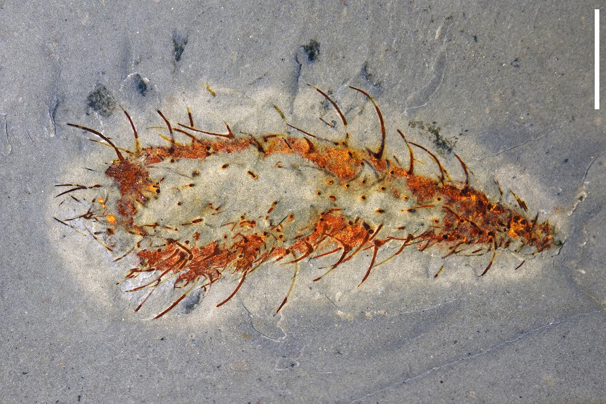 Nature ダイジェスト/編集部 tweet media