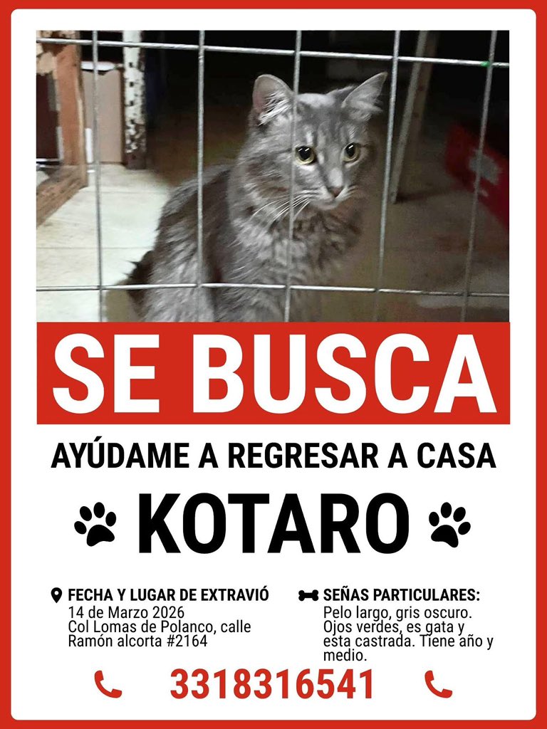 Adopta Guadalajara 🇲🇽 tweet media