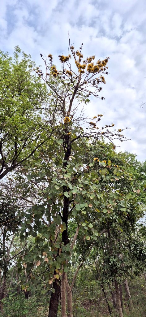 DelhiTrees tweet media