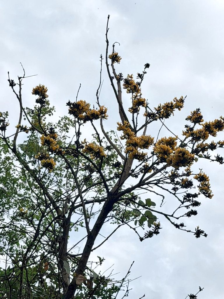 DelhiTrees tweet media