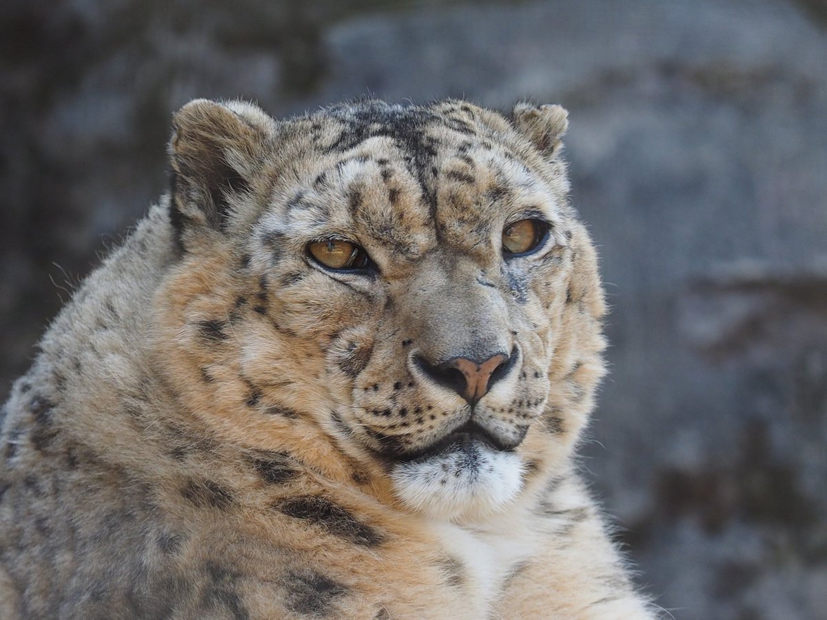 Pantherauncia55's tweet image. ミルチャ(海松茶）姉様、父はカザフの野生個体。左頬の腫れも引き落ち着きました。高齢個体ふたりだけになってしまい、ふたつの放飼場にミミさんと、それぞれ一日中展示になって、お疲れ様です。そんな眼で見ても、担当さんのお迎えはまだです。
202603 #多摩動物公園 #閣下の娘 #snowleopard