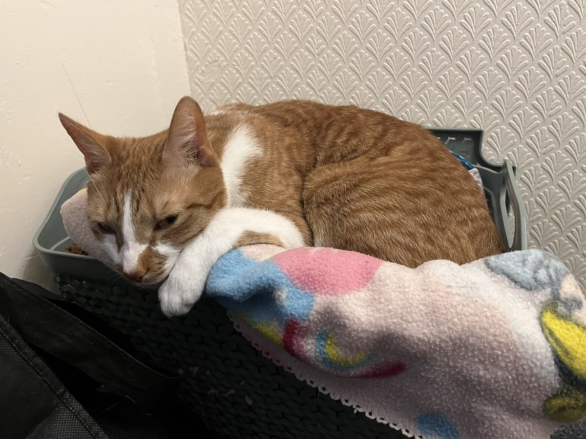 Chesty Mucus Cough Syrup 🇵🇸 Annie 🪽 tweet media