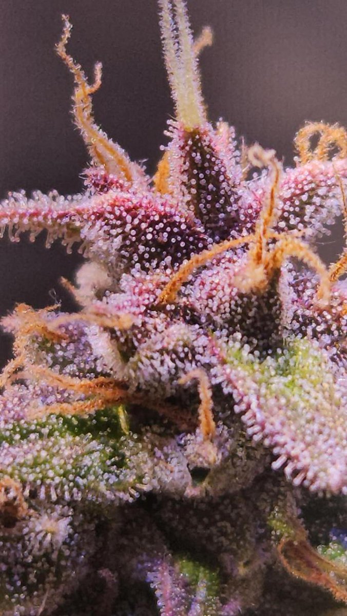 grow.diaries tweet media