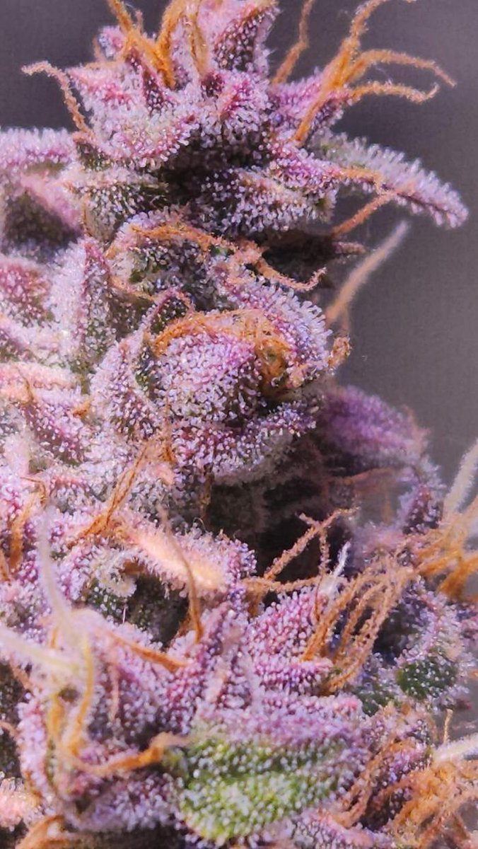 grow.diaries tweet media