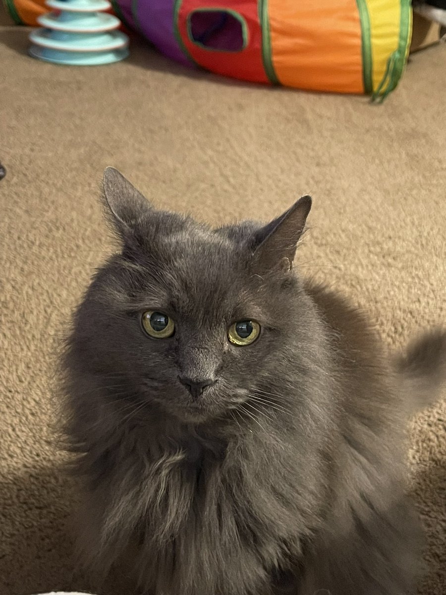 pepper 🌶️ & lugosi 🧛🏻‍♂️ tweet media