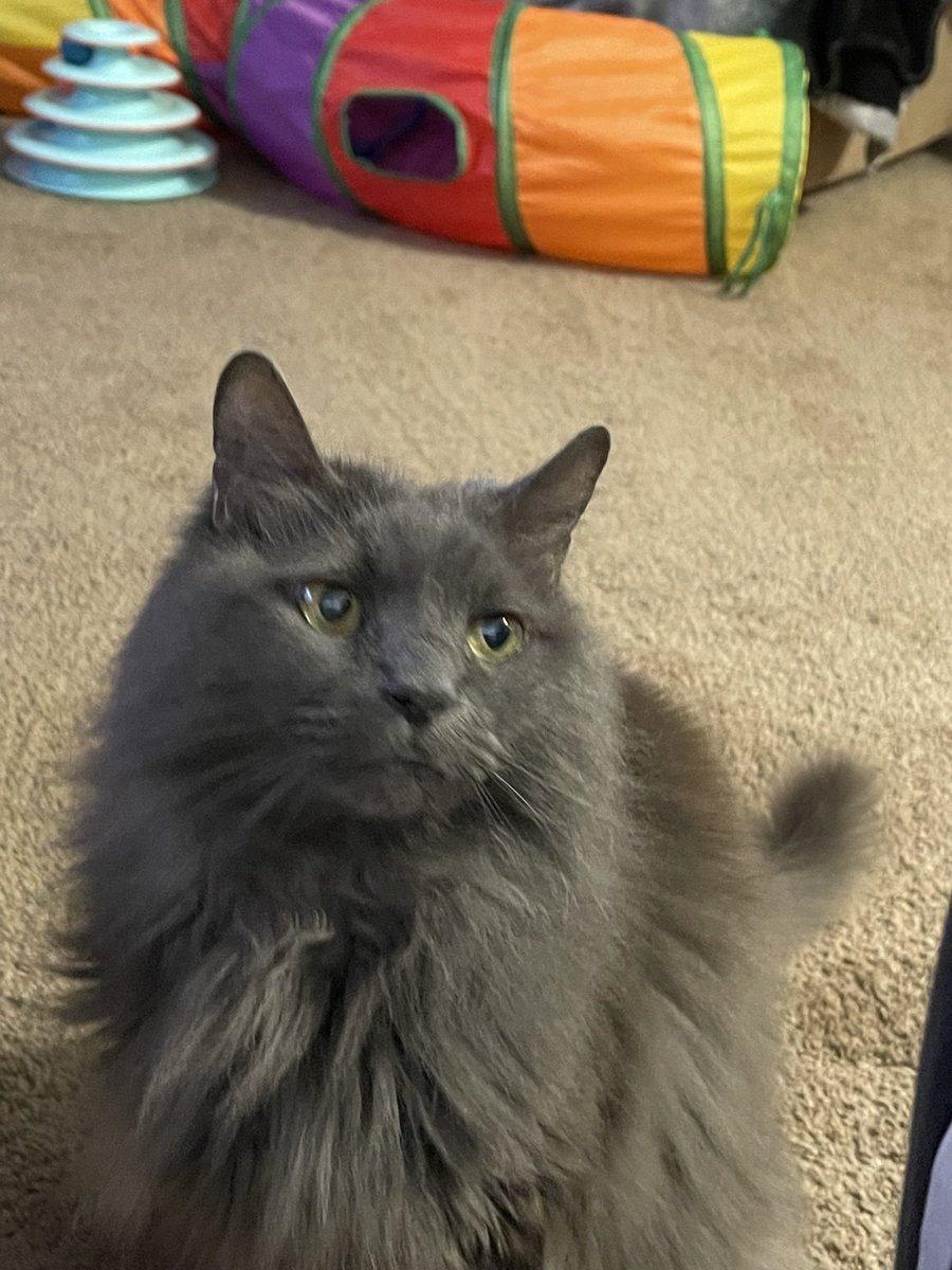 pepper 🌶️ & lugosi 🧛🏻‍♂️ tweet media