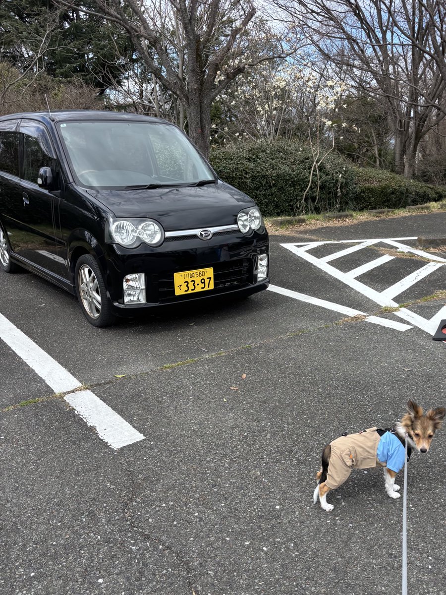 raku_chata_ekpk's tweet photo. ボクの散歩用の車です🐕
#l152s https://t.co/FC9QUJNUnO