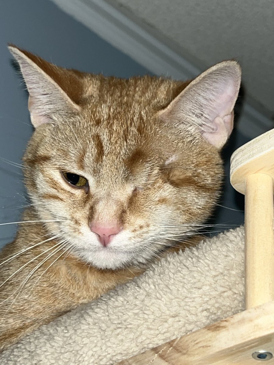 Claude Krause tweet media