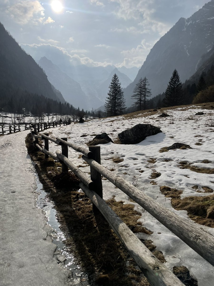 Massimo Mauri tweet media