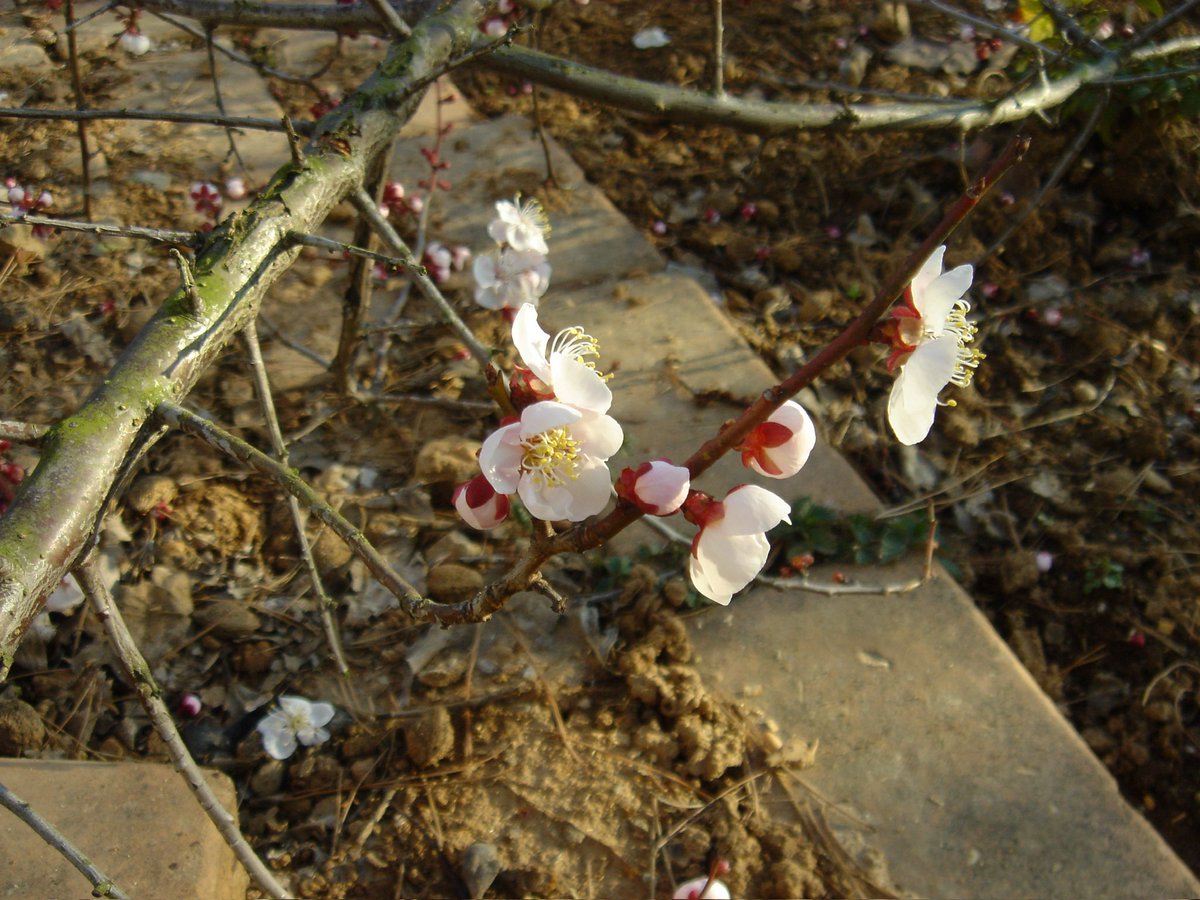 백설기콩떡🍮🍨 tweet media